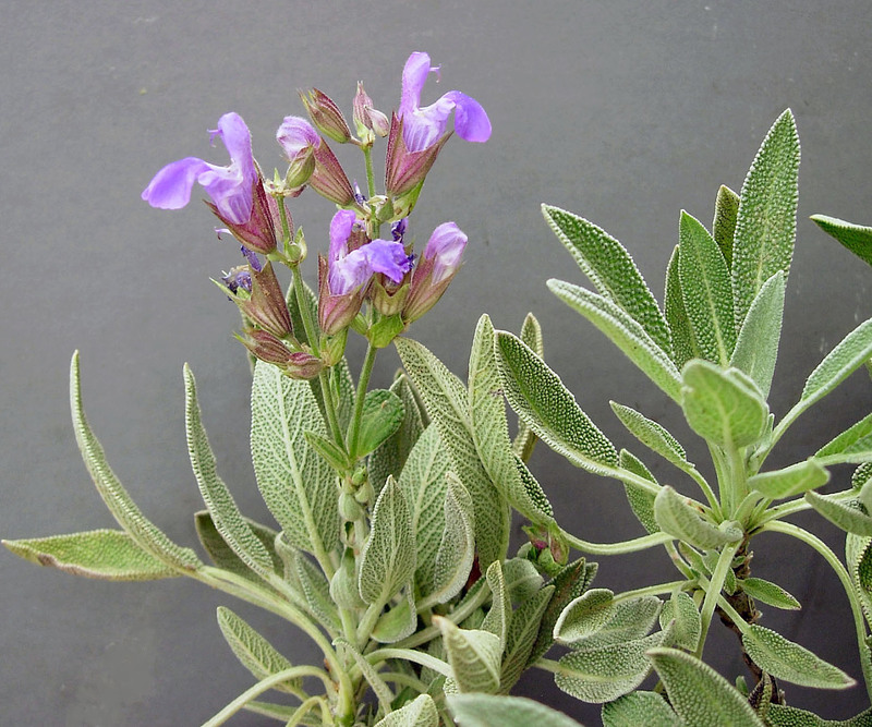 Salvia officinalis