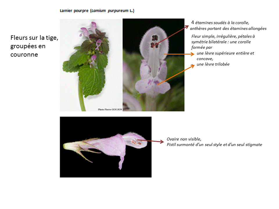 Annexe Lamier pourpre GIF.gif