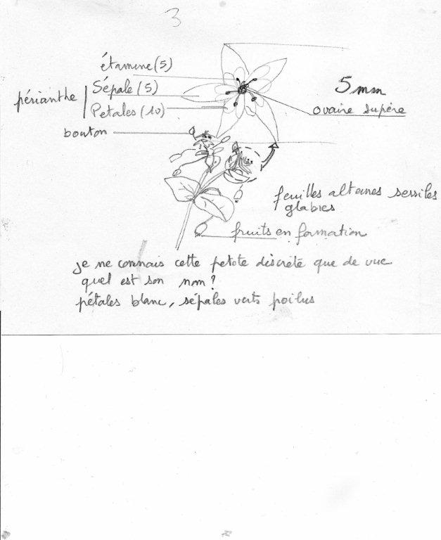 Annexe inconnue petite et familière.jpg