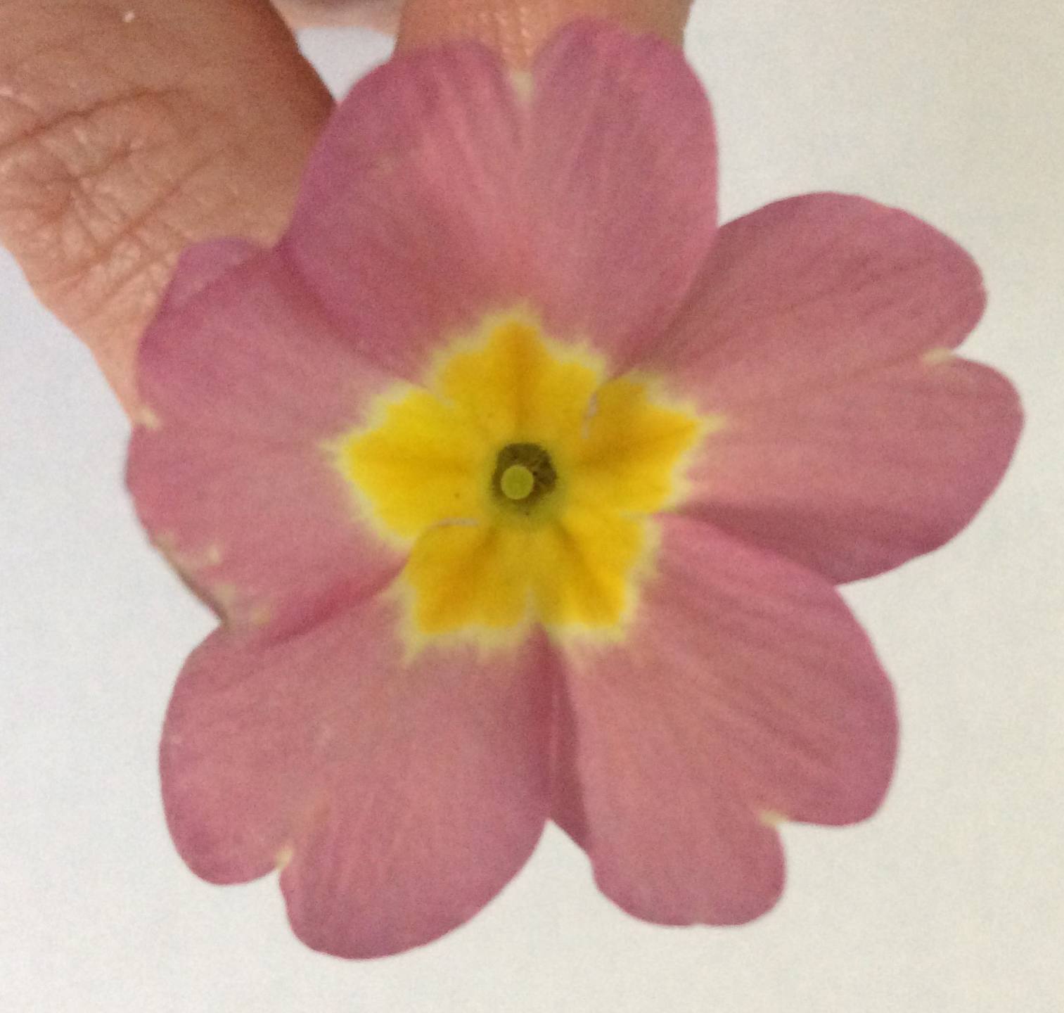 Annexe 169A3BB8-86C4-417B-AB5E-CB1E9EF3296B.jpeg