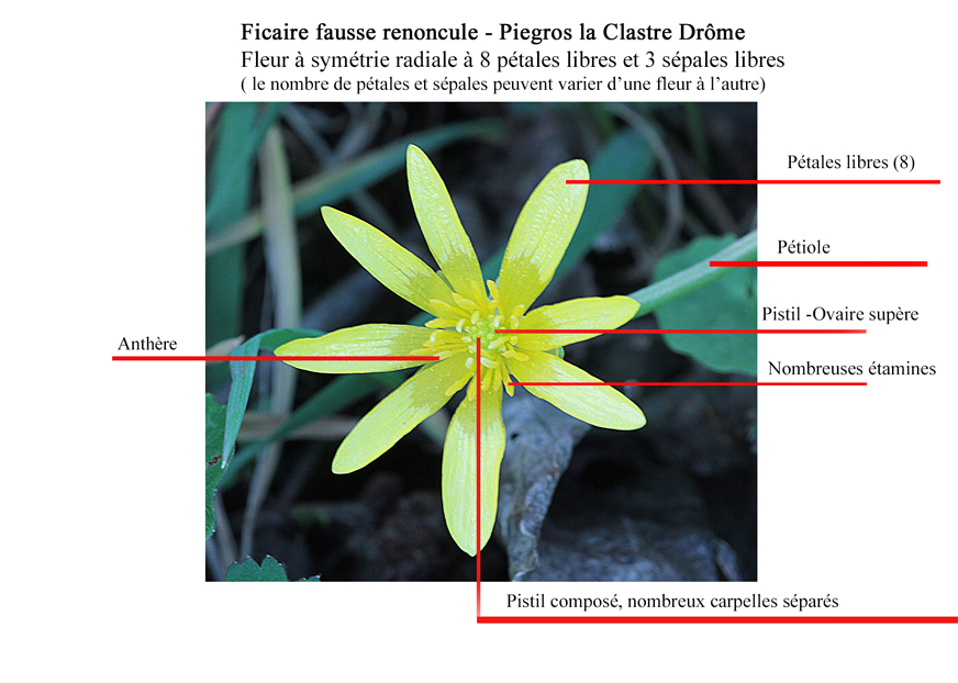 Annexe fleur ficaire.jpg