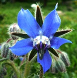 Annexe bourrache 003.JPG