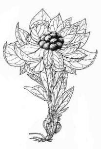 Annexe Vansemberuu Saussurea involucrata schéma.jpg