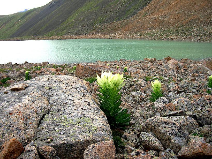 Annexe Vansemberuu Saussurea involucrata.jpg