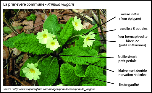 Annexe activite_sequ3_fleur familiere.jpg