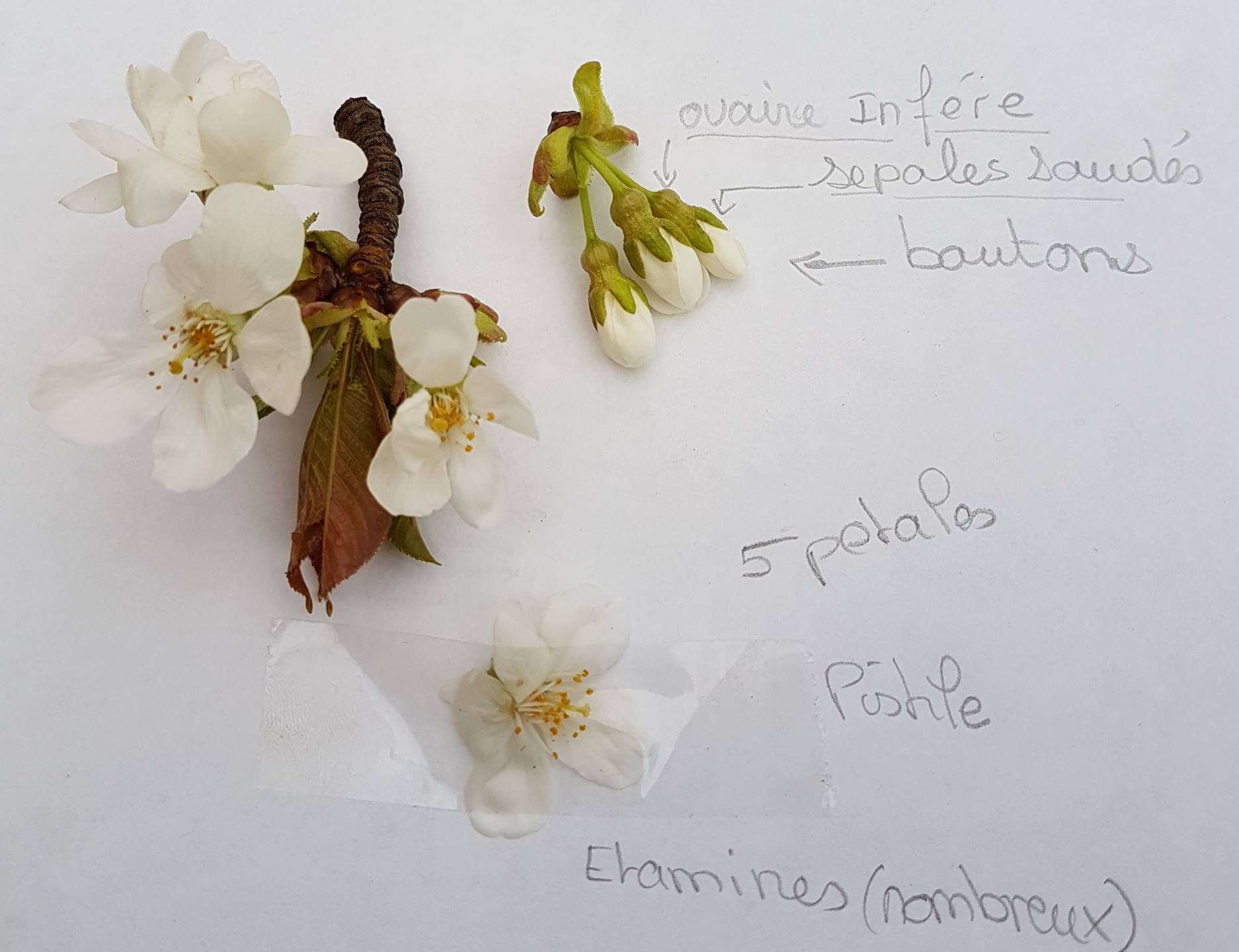 Annexe 20180409_175415 (2).jpg