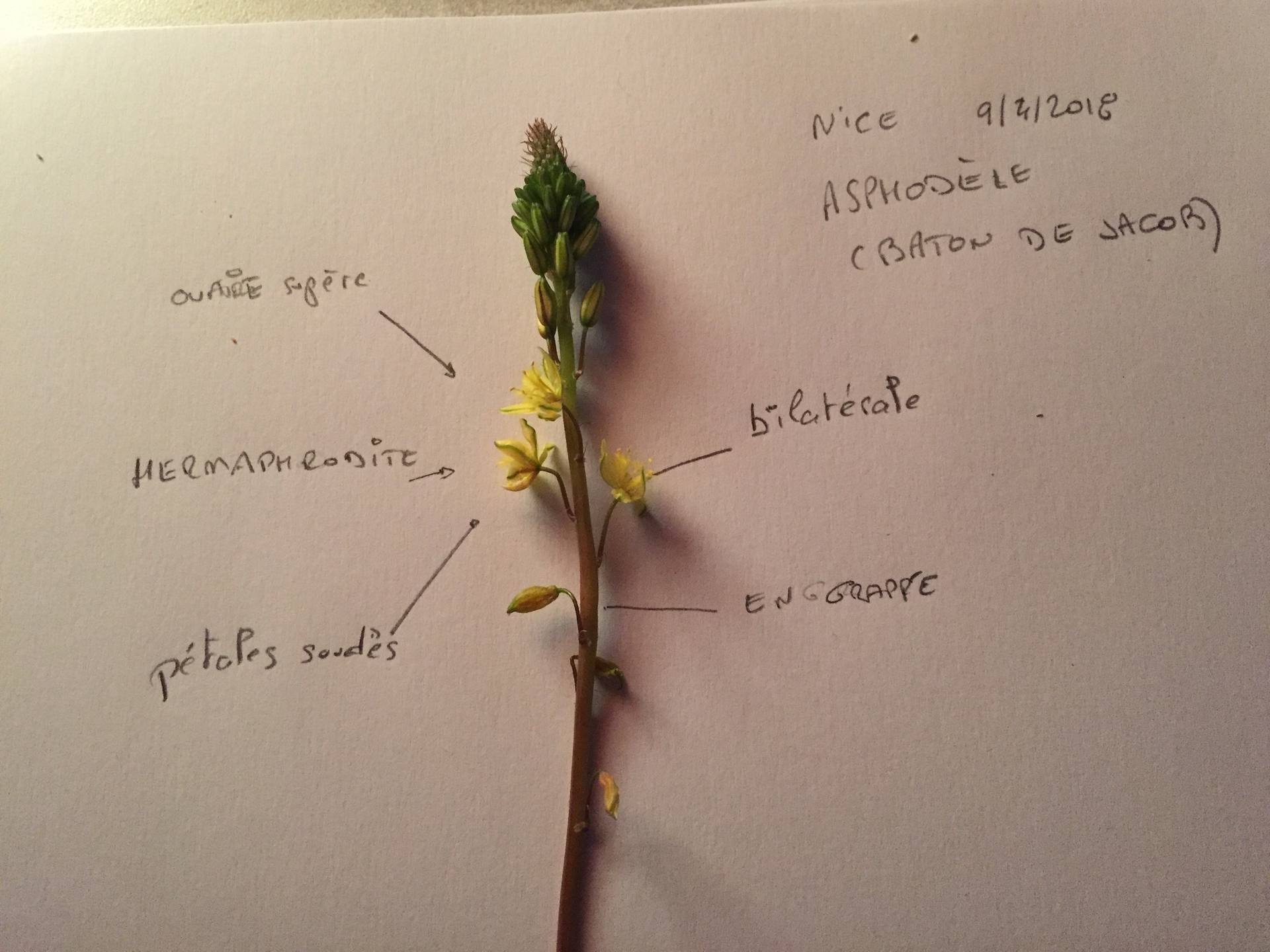 Annexe Descriptif personnel Asphodèle jaune.jpg