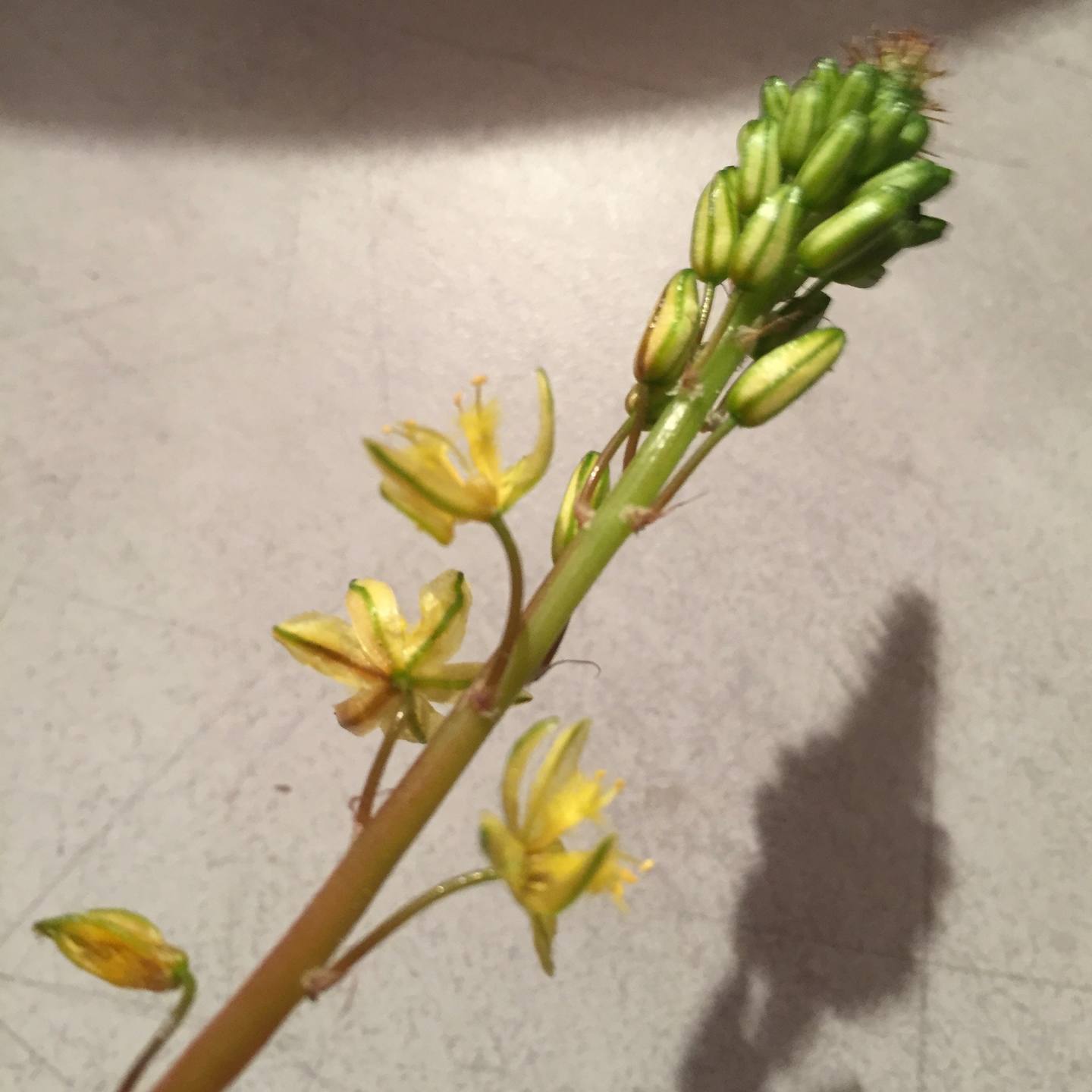 Annexe Fleur asphodèle jaune.jpg