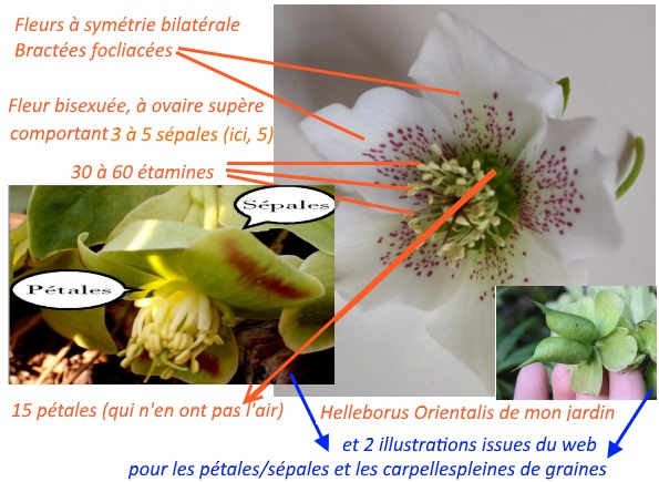 Annexe 3 5 Hellebore orientale dans mon jardin.jpg