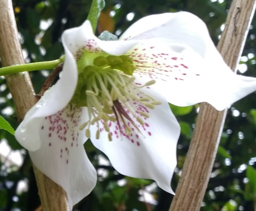 Annexe 3 5 Helleborus orientalis de mon jardin.jpg