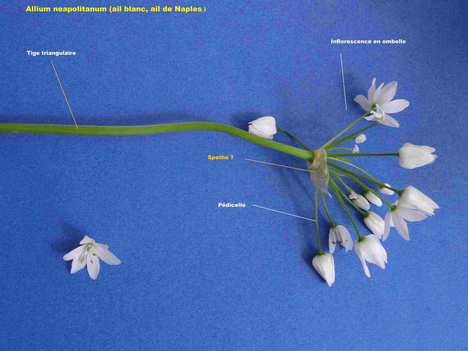 Annexe DSC034631.JPG