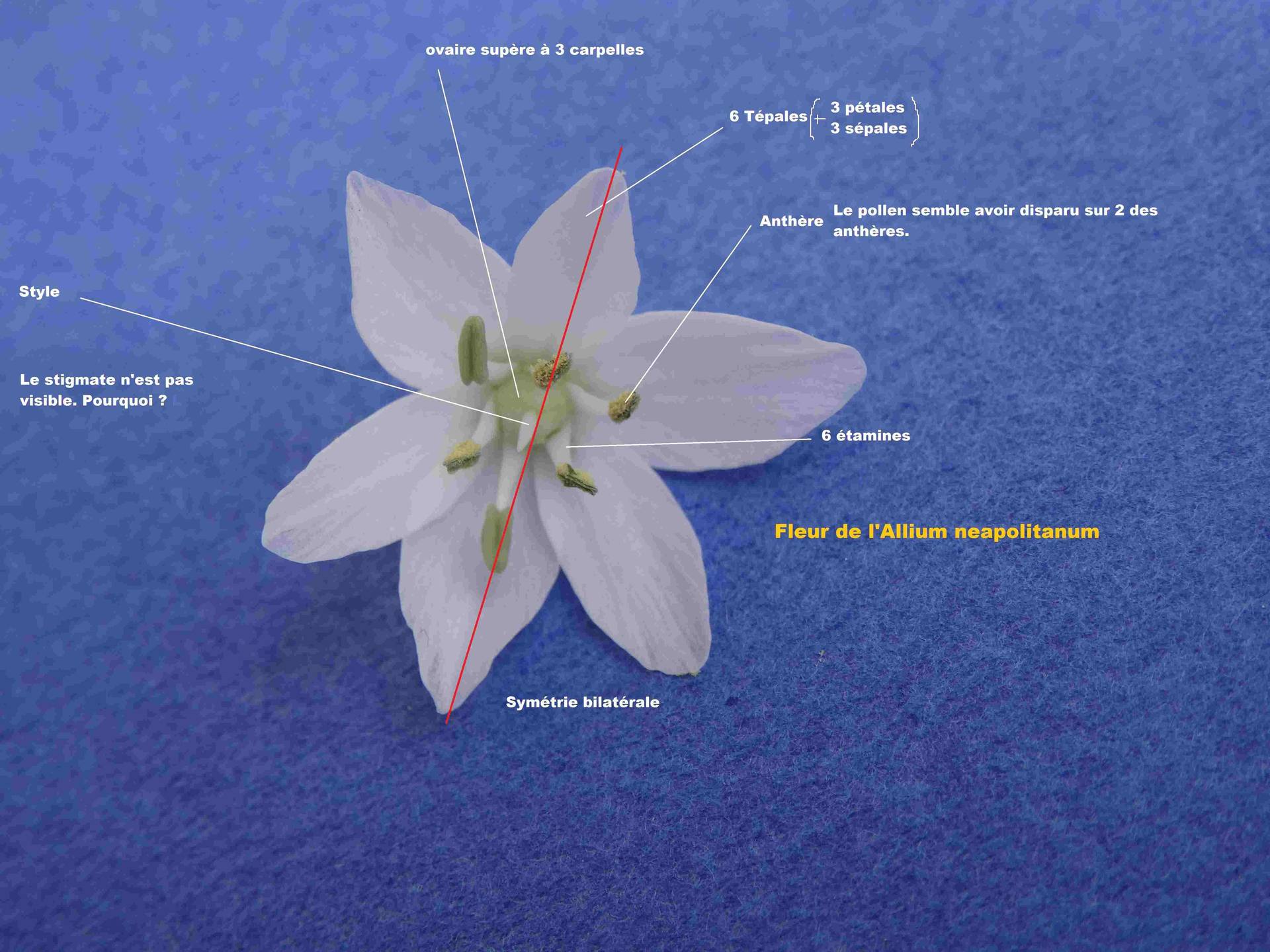 Annexe Fleur de lallium 1.jpg