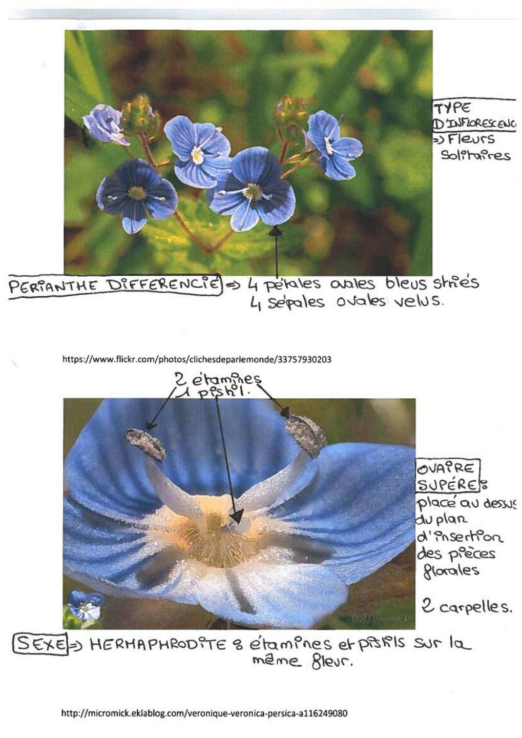 Annexe Vronique-filiforme-ConvertImage.jpg