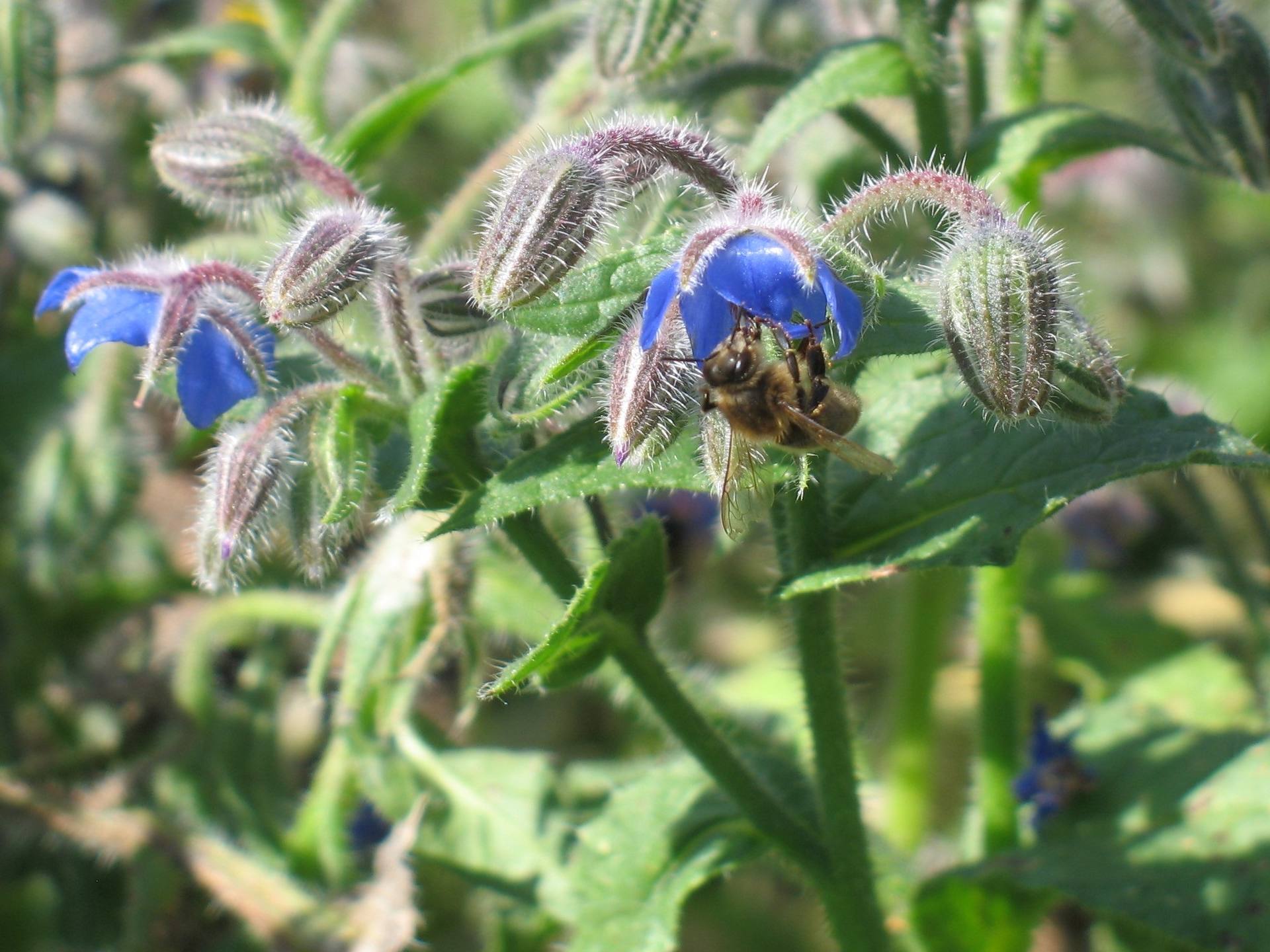 Annexe Borago officinalis.jpg