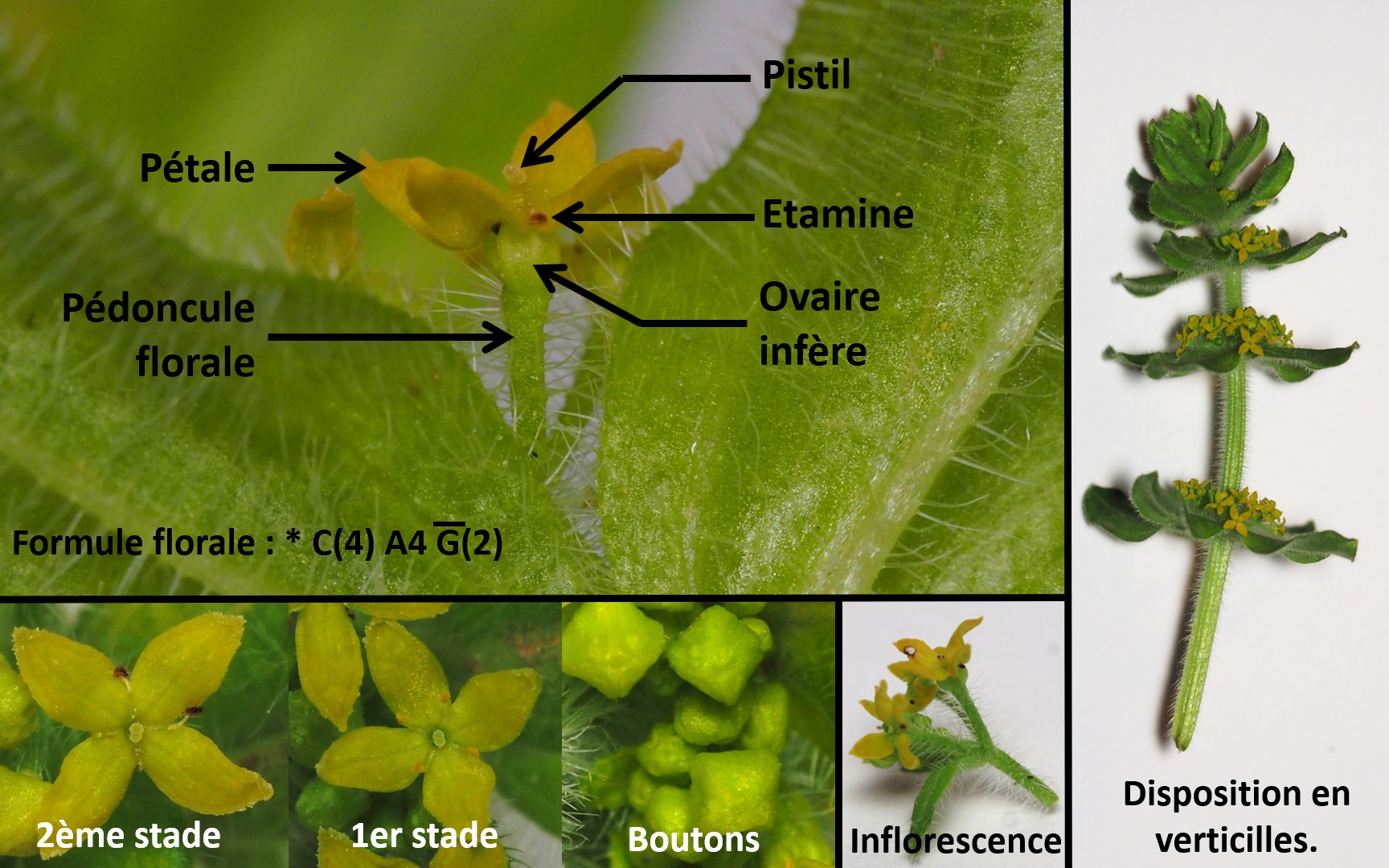 Annexe Description fleur.jpg