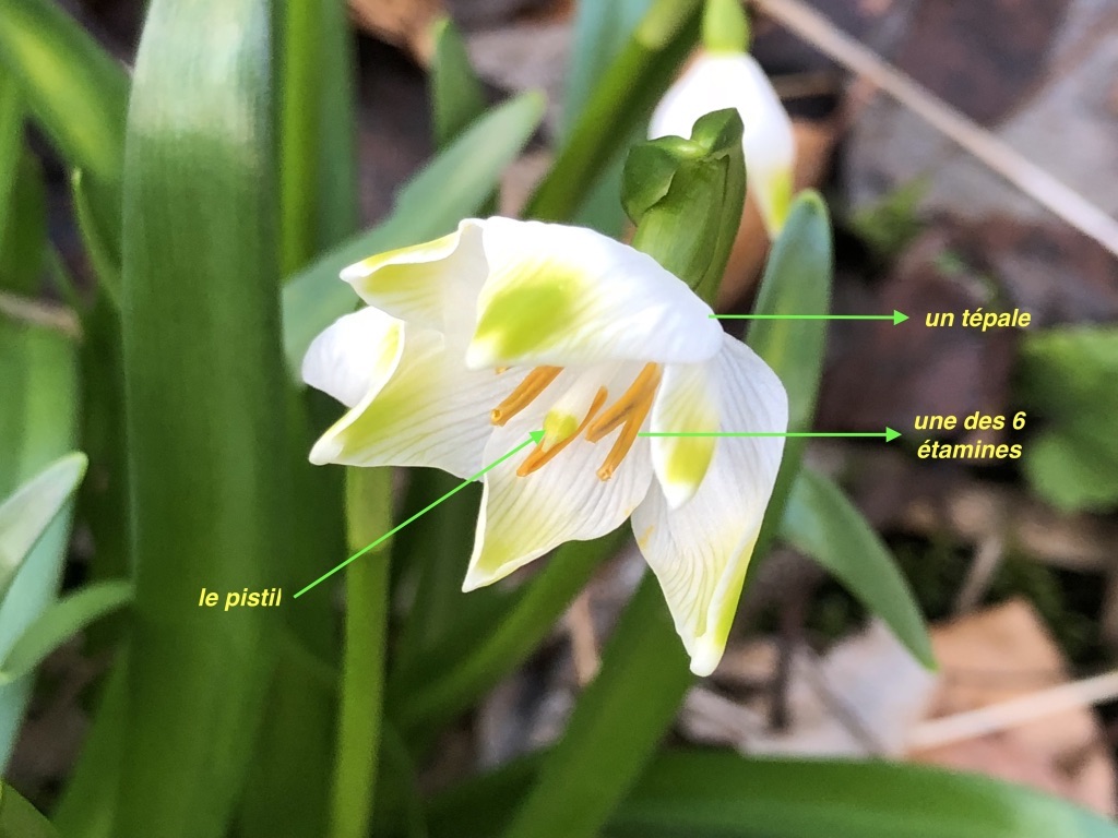 Annexe  Leucohjum vernum 2.jpg