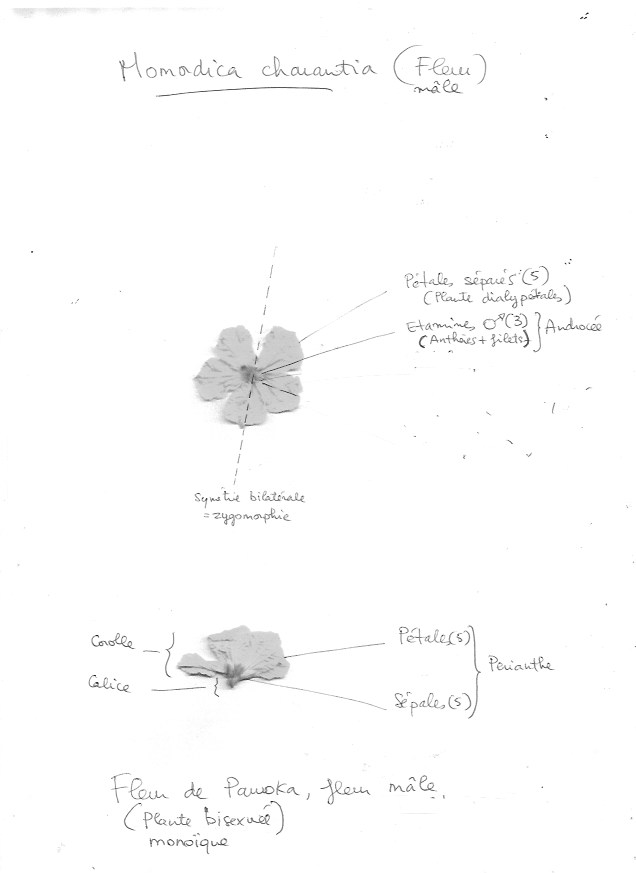 Annexe Fleur mâle de Pawoka.jpeg
