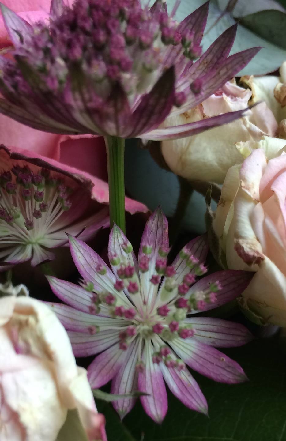 Annexe IMG_1076 recadrée.JPG