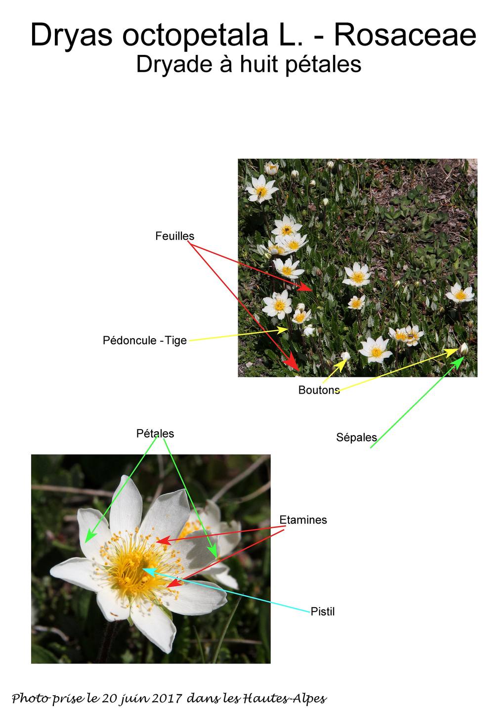 Annexe 03_02 Décrire Fleur familière belle....jpg