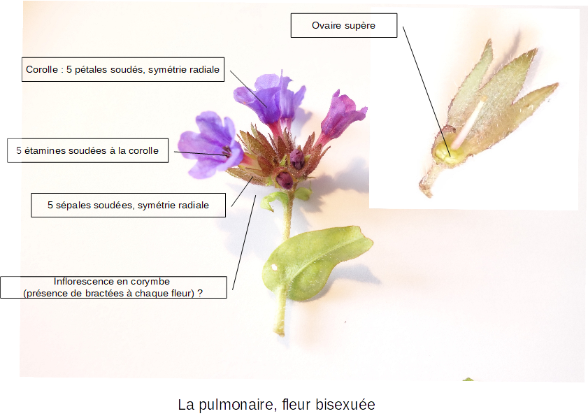 Annexe La pulmonaire.png