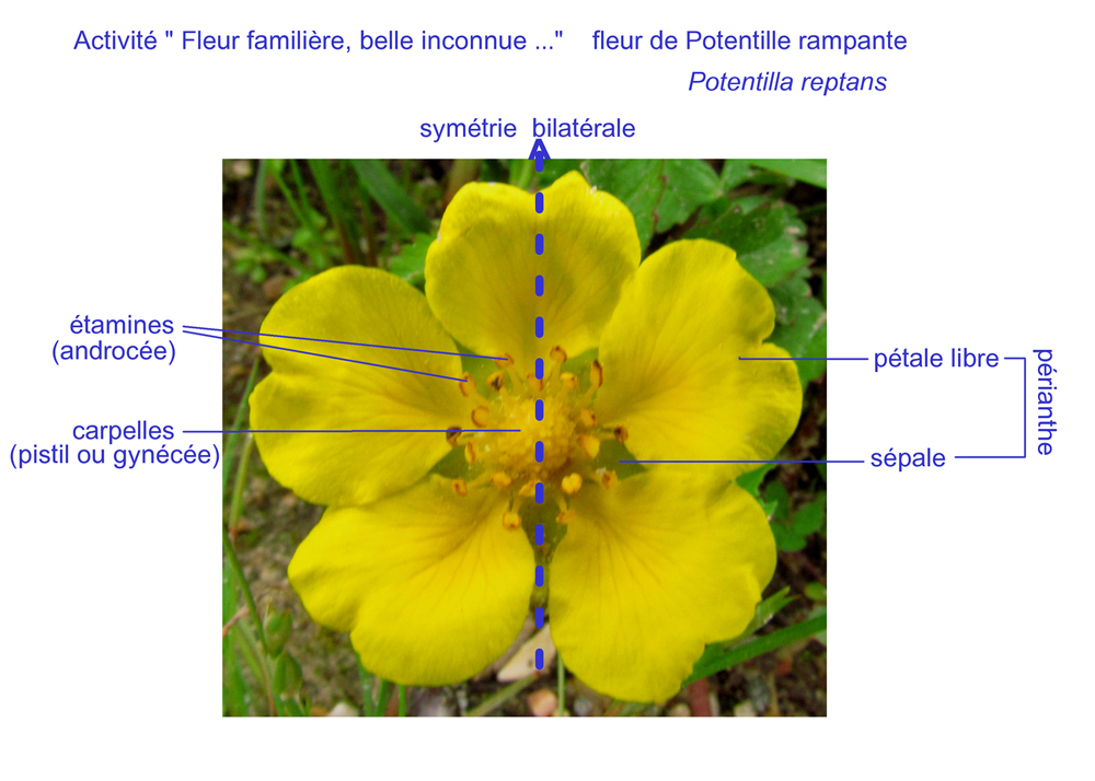 Annexe Potentille rampante.jpg