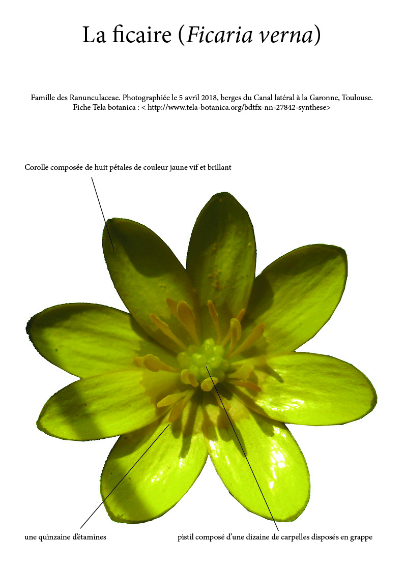 Annexe Fleur de Ficaire.jpg