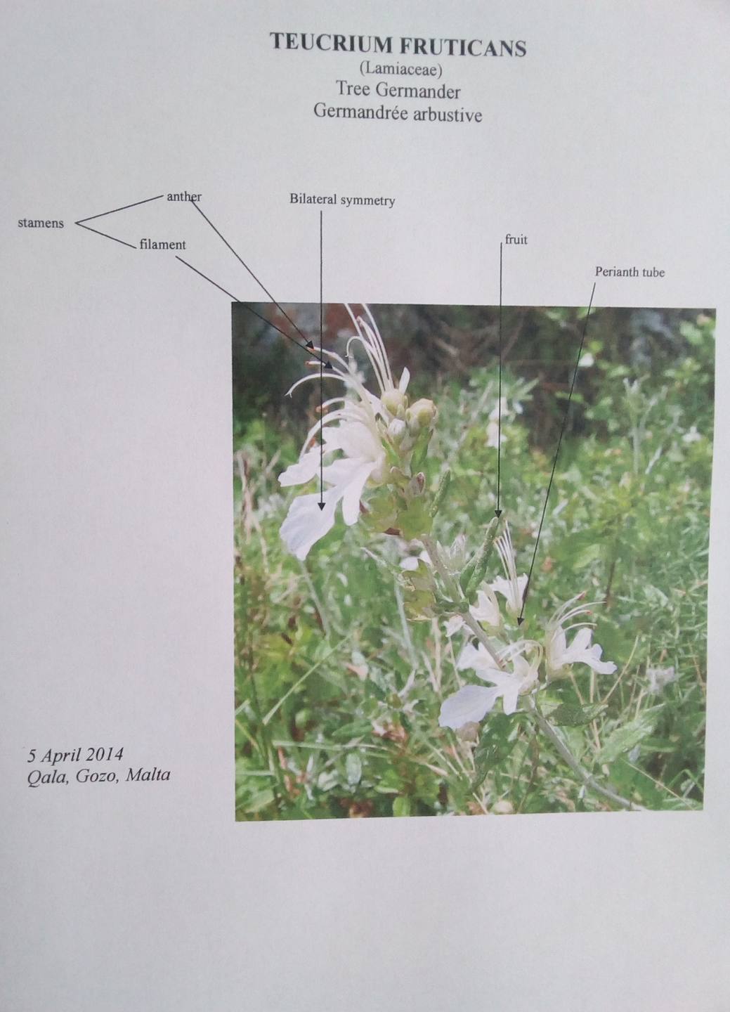 Annexe tree germander4.jpg