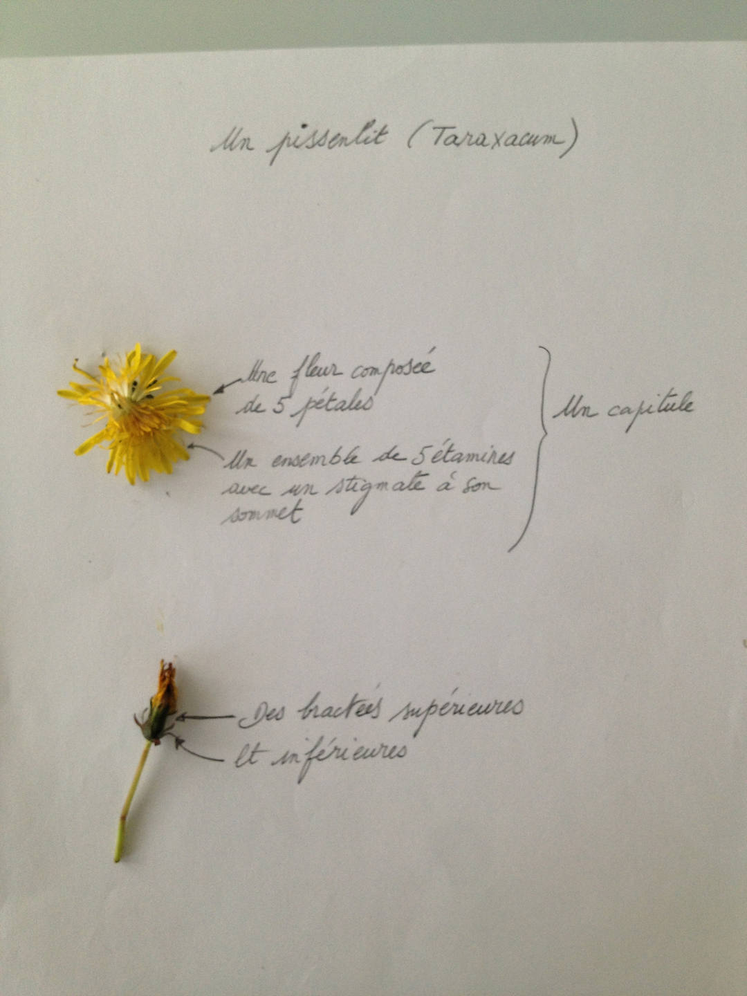 Annexe Pissenlit_DxO.jpg