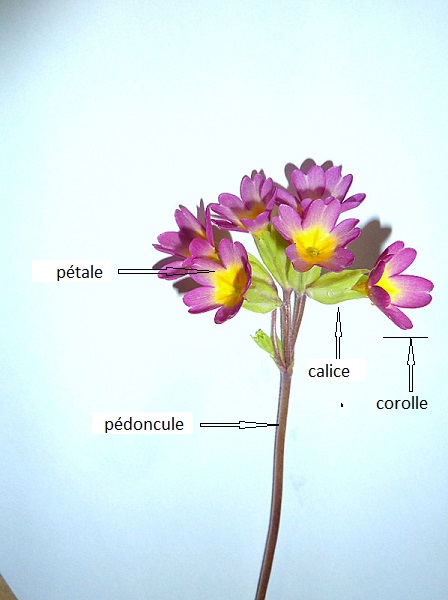 Annexe P1280330-002.JPG