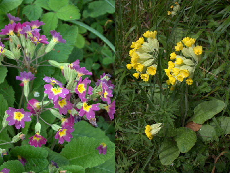 Annexe PRIMEVERES.jpg