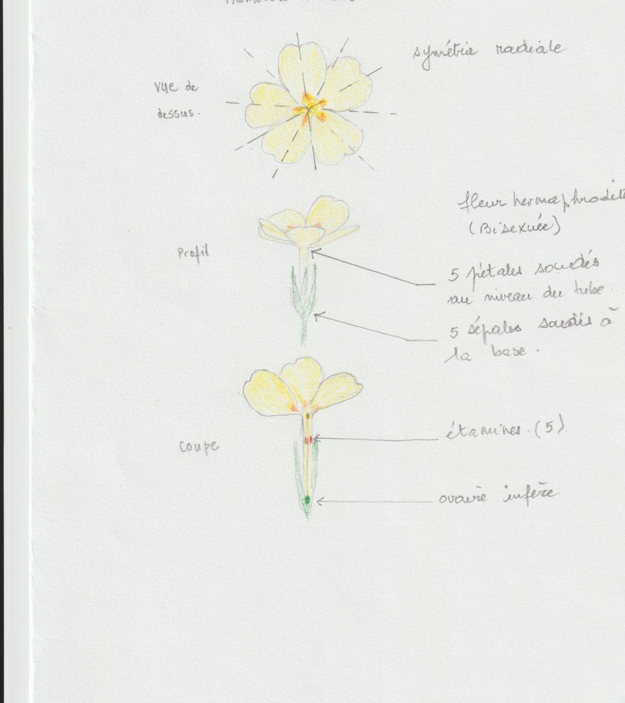 Annexe Primevère 003.jpg