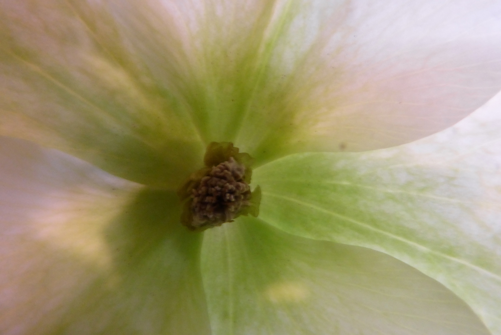 Annexe hellebore 2.jpg