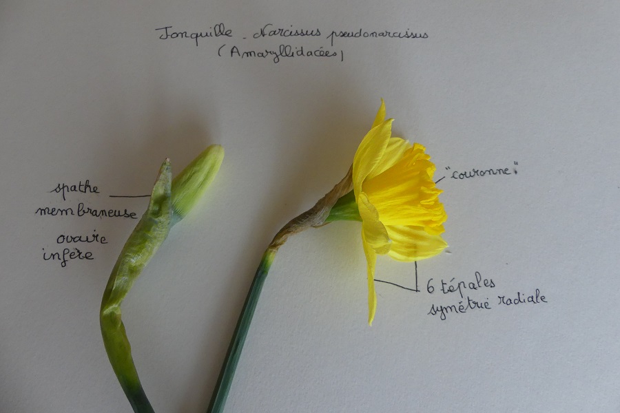 Annexe Jonquille.JPG