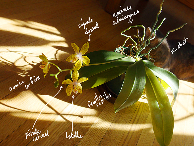 Annexe Orchidée.jpg