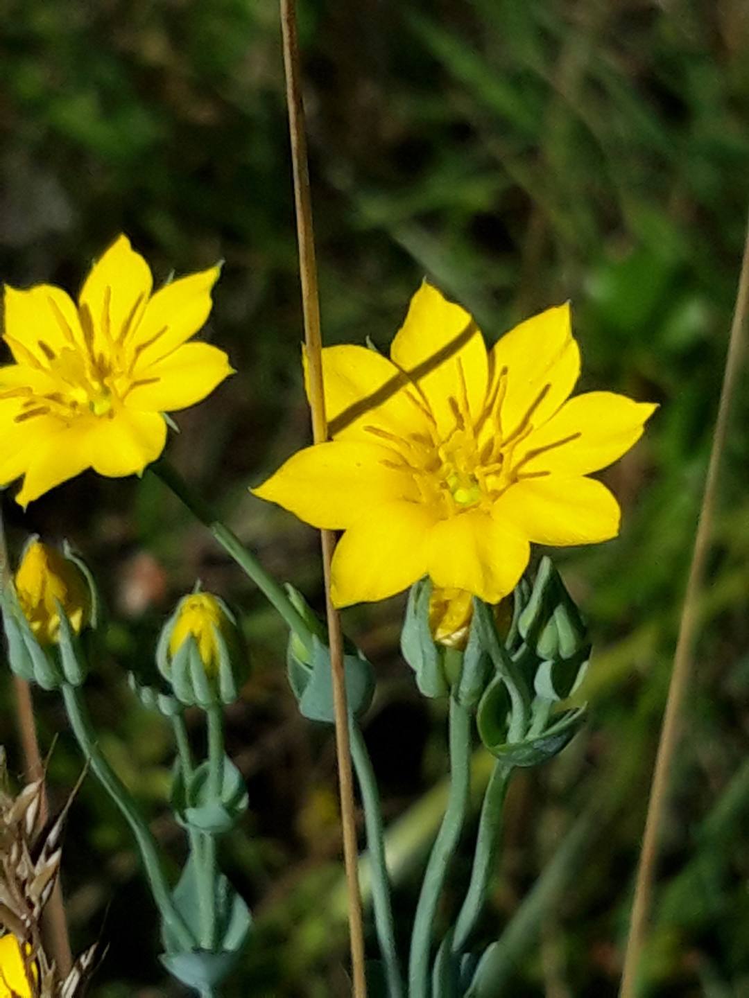 Annexe chlore perfoliée 4.jpg