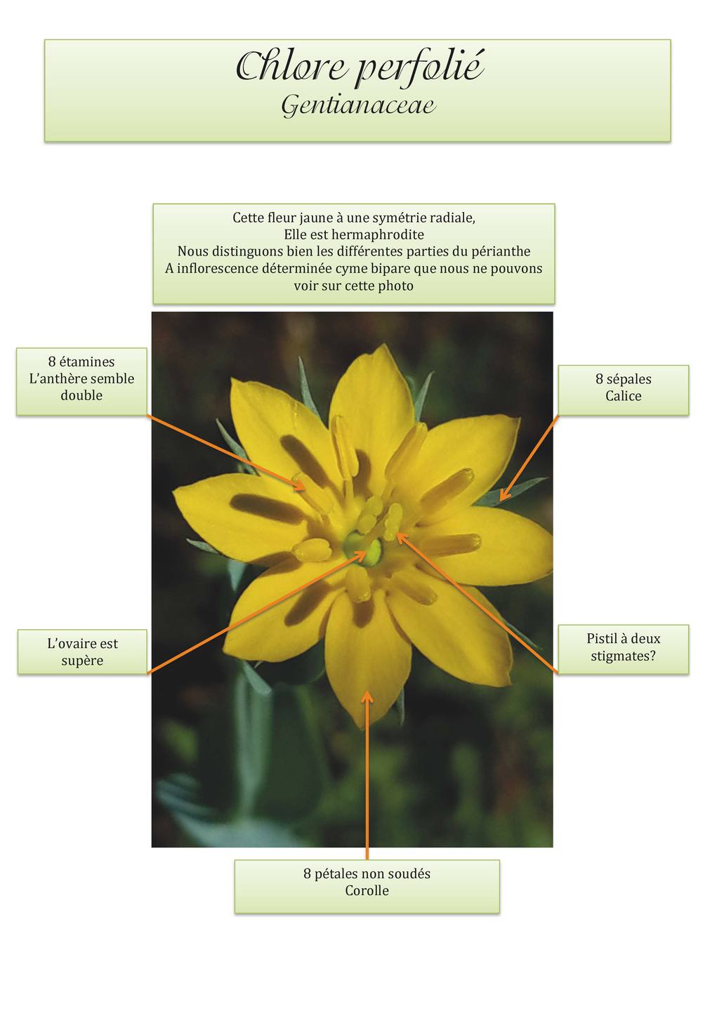 Annexe chlore perfoliee.jpg