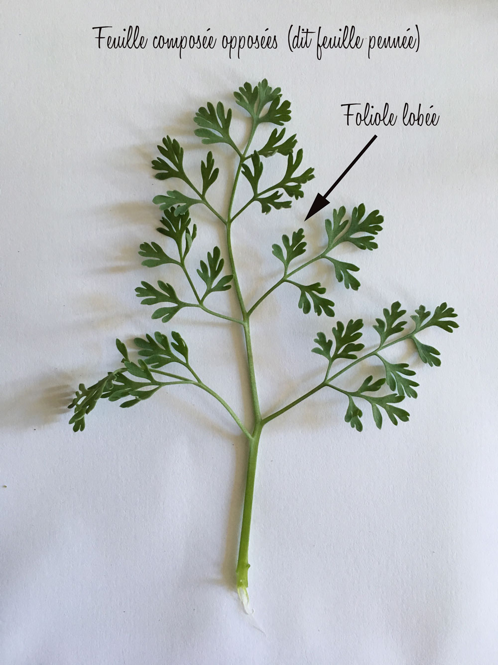 Annexe exo1-feuille.jpg