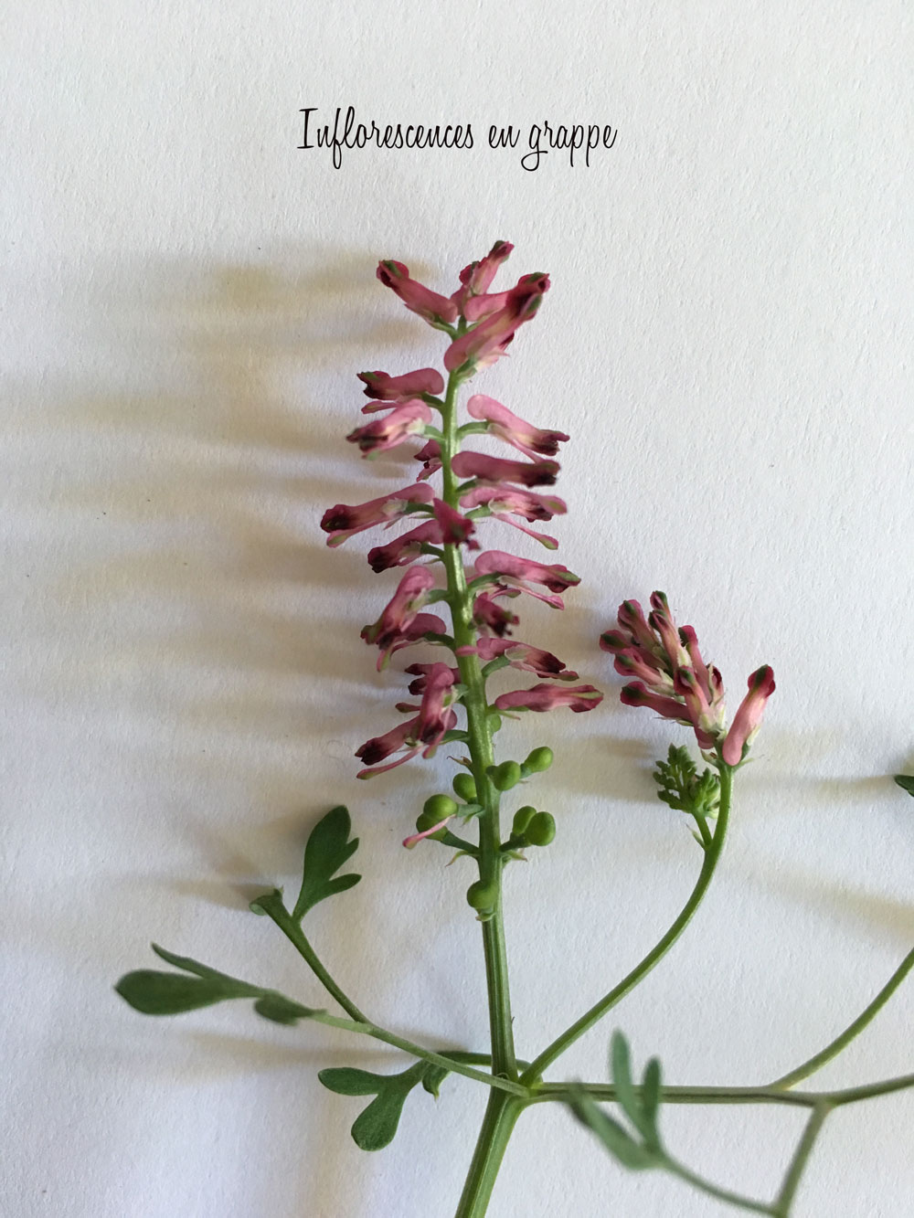 Annexe exo1-fleur.jpg