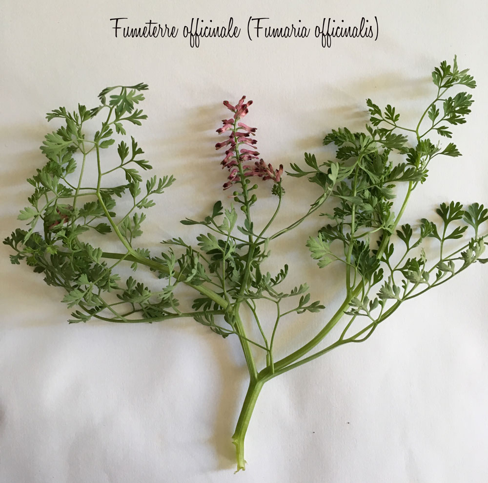 Annexe exo1-plante.jpg