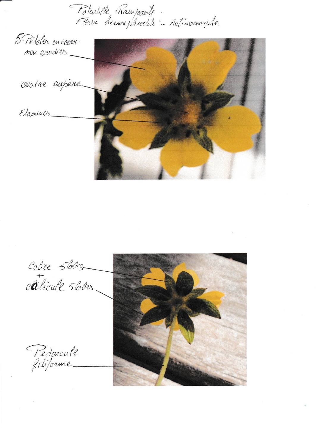 Annexe Potentille Fleur_20180411_0001.jpg