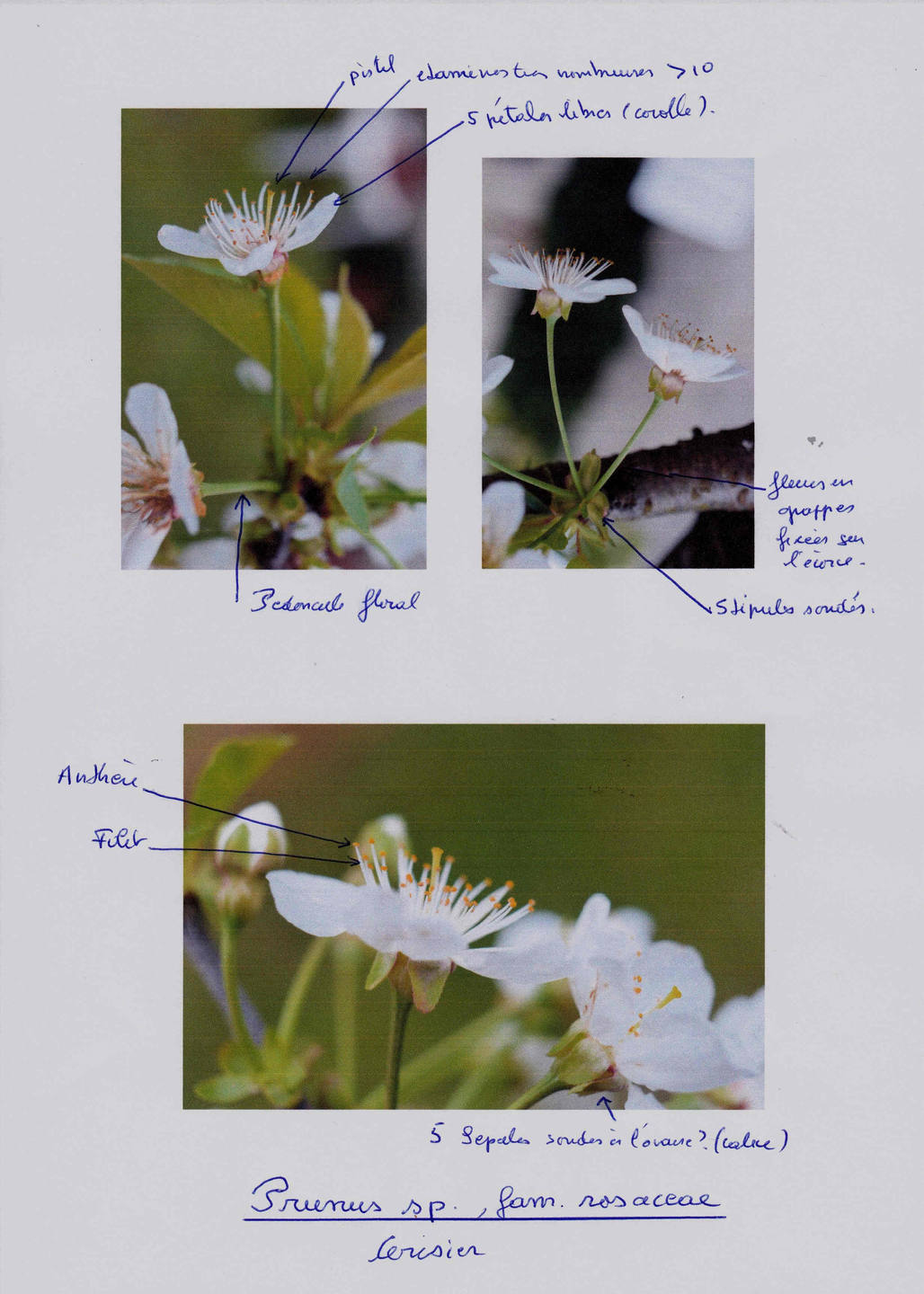 Annexe planche cerisier.jpg