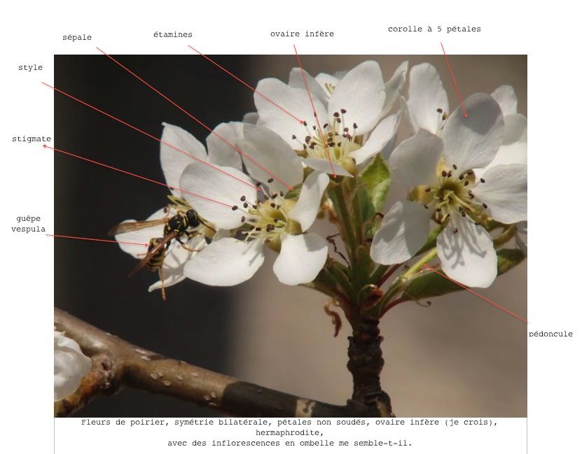 Annexe fleurs de poirier.jpg
