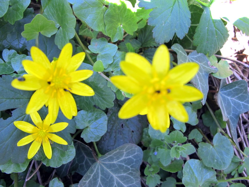 Annexe IMG_2914-001.JPG