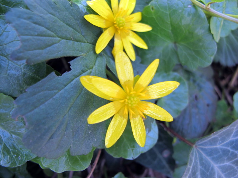 Annexe IMG_2915-001.JPG