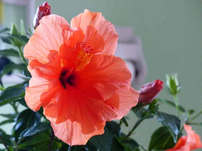 Annexe hibiscus 2.jpg