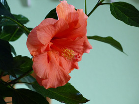 Annexe hibiscus 3.jpg