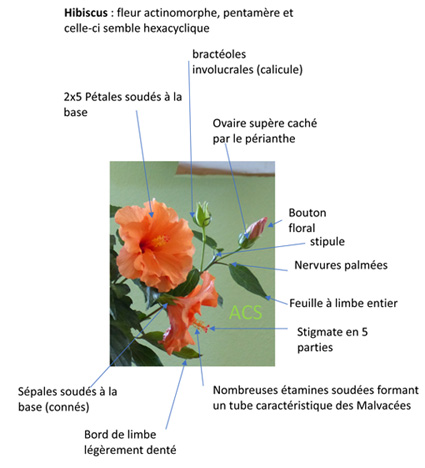 Annexe hibiscus1.jpg