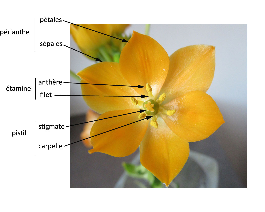 Annexe Etoile de Bethleem_annotated copy.jpg