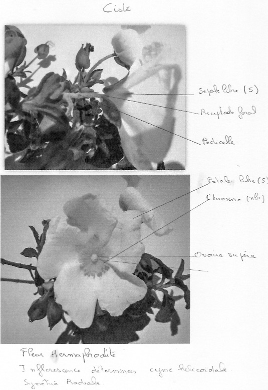 Annexe fleur de ciste 1.jpeg