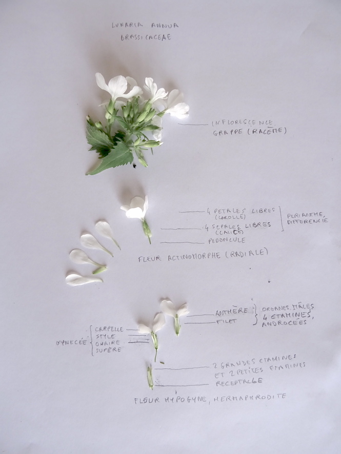 Annexe Lunaria annua, Brassicaceae.JPG